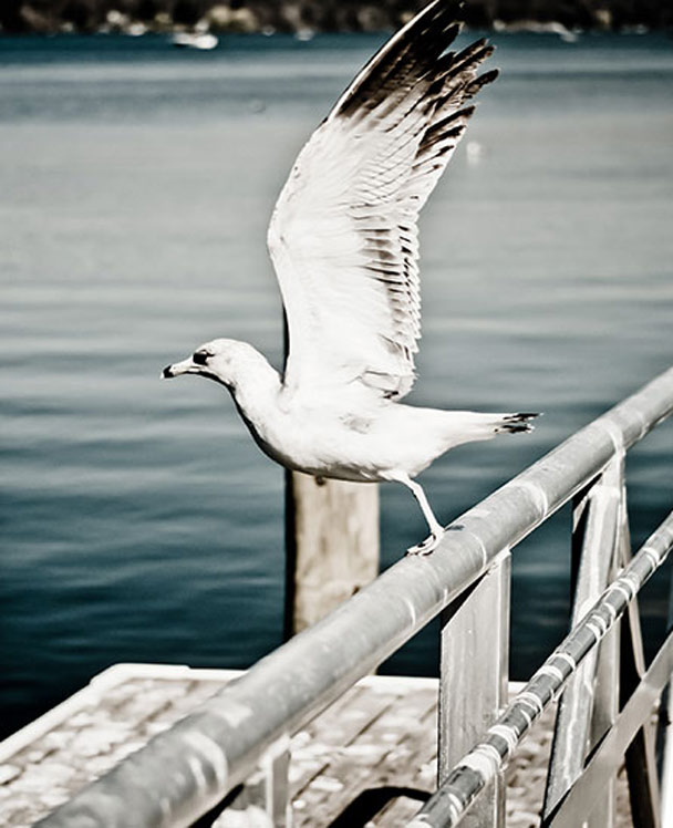 修复版稳定的DDOS在线攻击